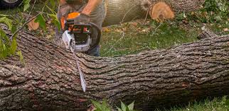 Best Tree Fertilization  in Alderton, WA