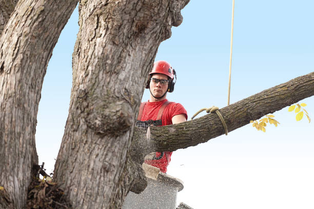 How Our Tree Care Process Works  in  Alderton, WA